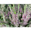 Calluna vulgaris Silvana (1)