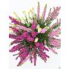 Calluna vulgaris Tricolor (2)