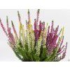 Calluna vulgaris Tricolor (4)
