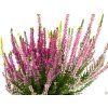 Calluna vulgaris Tricolor (1)