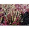 Calluna vulgaris Triogirl (1)