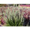 Calluna vulgaris Triogirl (2)
