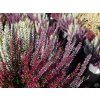 Calluna vulgaris Triogirl (5)