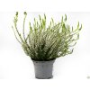 Calluna vulgaris Verenka (1)