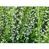 Calluna vulgaris Verenka (2)