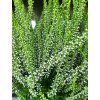 Calluna vulgaris Verenka (1)
