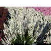 Calluna vulgaris Verenka (2)