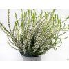 Calluna vulgaris Verenka (2)