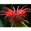 Zavinutka podvojná 'Goldmelisse' - Monarda didyma 'Goldmelisse'  Monarda didyma 'Goldmelisse'