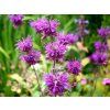 Zavinutka x hybrida 'Blaustrumpf' - Monarda x hybrida 'Blaustrumpf'  Monarda x hybrida 'Blaustrumpf'