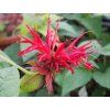 Zavinutka zahradní 'Fireball' - Monarda hybridy 'Fireball'  Monarda hybridy 'Fireball'
