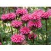 Zavinutka zahradní 'Pink Lace' - Monarda hybridy 'Pink Lace'  Monarda hybridy 'Pink Lace'