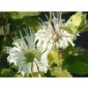 Zavinutka x hybrida 'Schneewittchen' - Monarda x hybrida 'Schneewittchen'  Monarda x hybrida 'Schneewittchen'