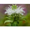 Zavinutka x hybrida 'Schneewittchen' - Monarda x hybrida 'Schneewittchen'  Monarda x hybrida 'Schneewittchen'