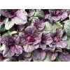 Zběhovec plazivý 'Burgundy Glow' - Ajuga reptans 'Burgundy Glow'  Ajuga reptans 'Burgundy Glow'