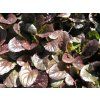 Zběhovec plazivý 'Mahogany' - Ajuga reptans 'Mahogany'  Ajuga reptans 'Mahogany'