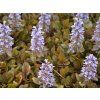 Zběhovec plazivý 'Rainbow' - Ajuga reptans 'Rainbow'  Ajuga reptans 'Rainbow'