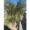 Zerav řasnatý 'Kager's Beauty'  Thuja plicata 'Kager's Beauty'