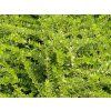 Zimolez lesklý 'Maigrün'  Lonicera nitida 'Maigrün'