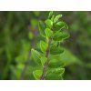 Zimolez lesklý 'Maigrün'  Lonicera nitida 'Maigrün'