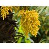 68931 1 68931 1 68931 1 chamaerops excelsa 1
