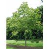 Ořešák královský  Juglans regia