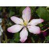 Clematis Ai Nor