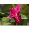 Plamének 'Happy Diana'  Clematis 'Happy Diana'