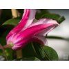 Plamének 'Happy Diana'  Clematis 'Happy Diana'