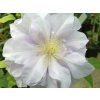Plamének 'Louise Rowe'  Clematis 'Louise Rowe'