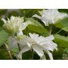 Plamének 'Marie Sklodowska Curie'  Clematis 'Marie Sklodowska Curie'