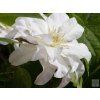 Plamének 'Marie Sklodowska Curie'  Clematis 'Marie Sklodowska Curie'