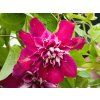 Clematis My Darling (2)