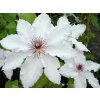 Plamének 'Snow Queen'  Clematis 'Snow Queen'