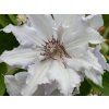 Plamének 'Snow Queen'  Clematis 'Snow Queen'