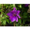 Plamének 'The President'  Clematis 'The President'