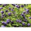 Vistárie křovitá 'Longwood Purple'  Wisteria frutescens 'Longwood Purple'