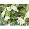 Aronia Viking