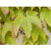 Přísavník trojlaločný 'Green Spring'  Parthenocissus tricuspidata 'Green Spring'