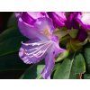 Rhododendron Purpureum Grandiflorum (2)