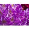 Rhododendron Purpureum Grandiflorum (3)