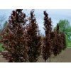 dawyck purple2