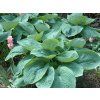 Bohyška 'Elegans' - Hosta sieboldiana 'Elegans'  Hosta sieboldiana ´Elegans´