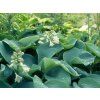 Bohyška 'Elegans' - Hosta sieboldiana 'Elegans'  Hosta sieboldiana ´Elegans´