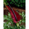Dracunculus vulgaris