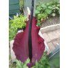 Drakovec obecný  Dracunculus vulgaris