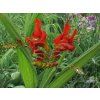 Montbrécie 'Lucifer' - Crocosmia 'Lucifer'  Crocosmia 'Lucifer'