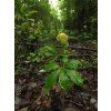 Arisaema tortuosum2