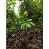 Arisaema tortuosum3