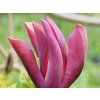 Magnolie 'Black Beauty'  Magnolia brooklynensis 'Black Beauty'